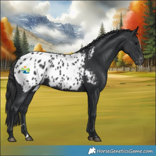 Horse Color:Black Blanket Rabicano 
