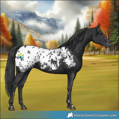 Horse Color:Black Near Leopard Rabicano