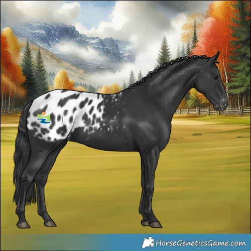 Horse Color:Black Blanket 