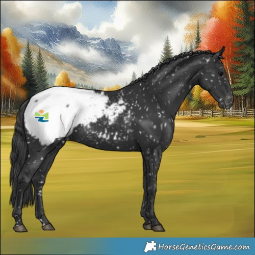 Horse Color:Black Appaloosa 
