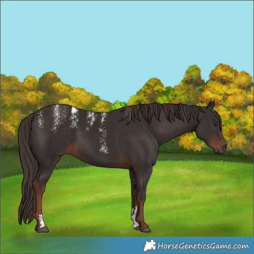 Horse Color:Powder White Liver Chestnut 