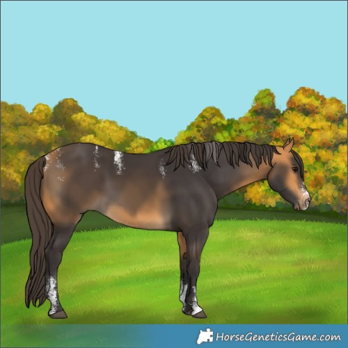 Horse Color:Powder White Buckskin 