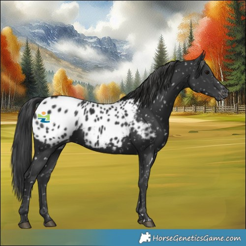 Horse Color:Black Appaloosa Rabicano 