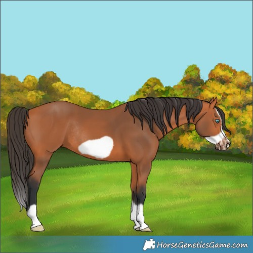 Horse Color:Bay Splash Frame Rabicano 