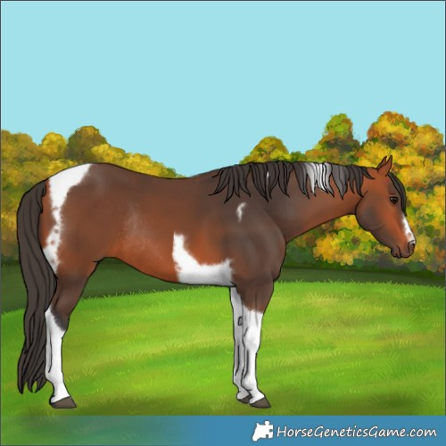 Horse Color:Bay Tobiano Frame Rabicano