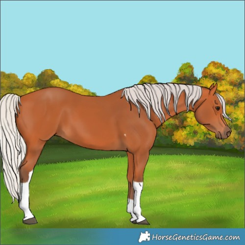Horse Color:Silver Bay Tobiano 