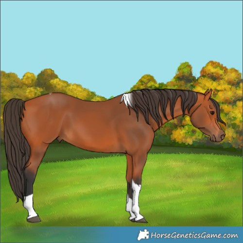 Horse Color:Bay Tobiano