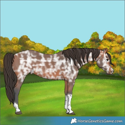 Horse Color:Bay Ice Tobiano
