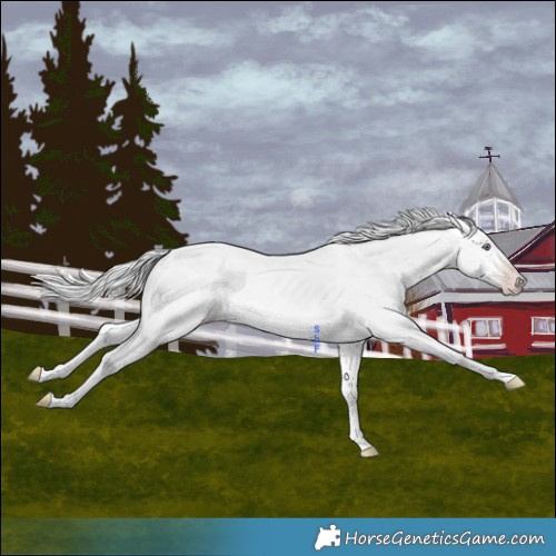 Horse Color:Silver Amber Cream Champagne Chinchilla 