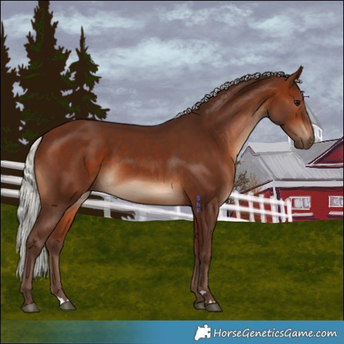 Horse Color:Silver Bay 