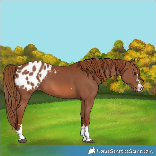Horse Color:Chestnut Blanket 