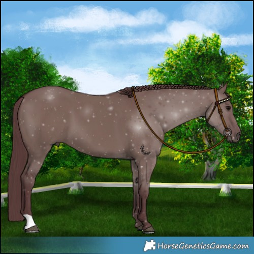 Horse Color:Chocolate Grullo 