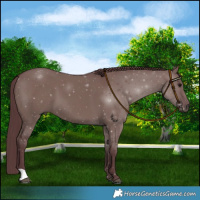 Horse Color:Chocolate Grullo 