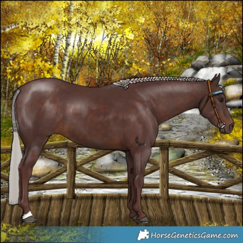 Horse Color:Chocolate Silver Brown