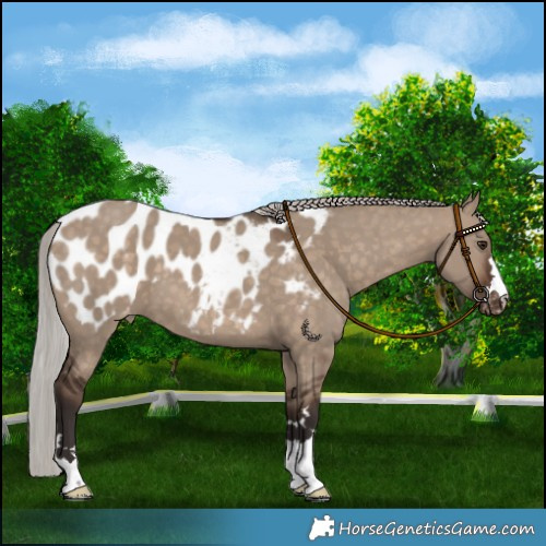 Horse Color:Silver Brown Dun Near Leopard 