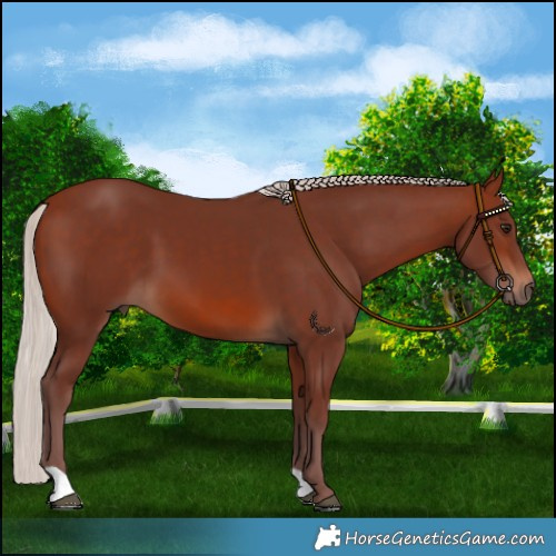 Horse Color:Chocolate Silver Brown