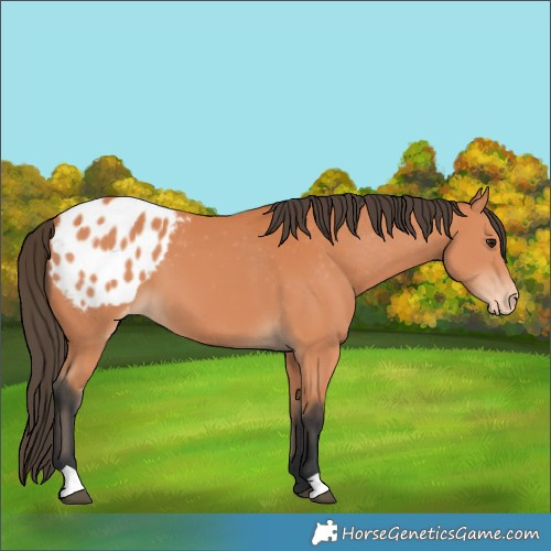 Horse Color:Bay Blanket