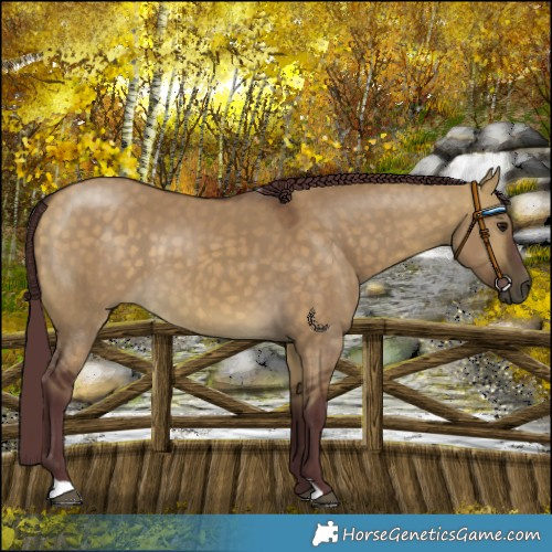 Horse Color:Chocolate Buckskin Dun 