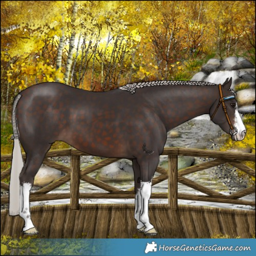 Horse Color:White Spotted Silver Brown 