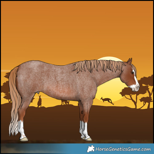 Horse Color:Red Roan Splash