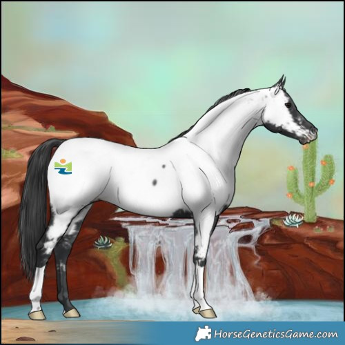 Horse Color:Black Near Fewspot Rabicano 