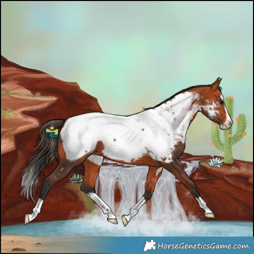 Horse Color:Bay Splash Frame Near Fewspot Rabicano 