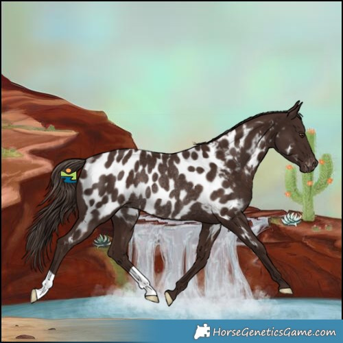 Horse Color:Liver Chestnut Near Leopard Rabicano 