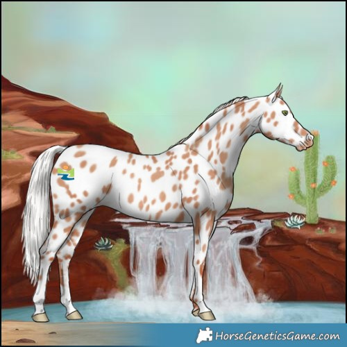 Horse Color:Silver Amber Champagne Near Leopard Rabicano