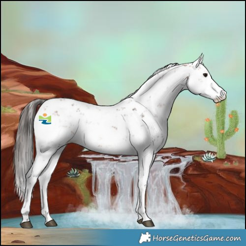 Horse Color:Bay Sabino 