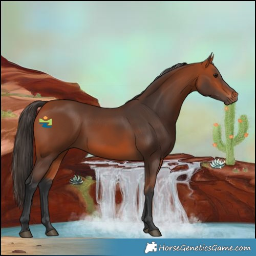 Horse Color:White Spotted Bay