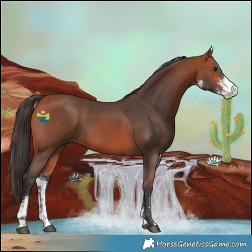 Horse Color:Bay Sabino