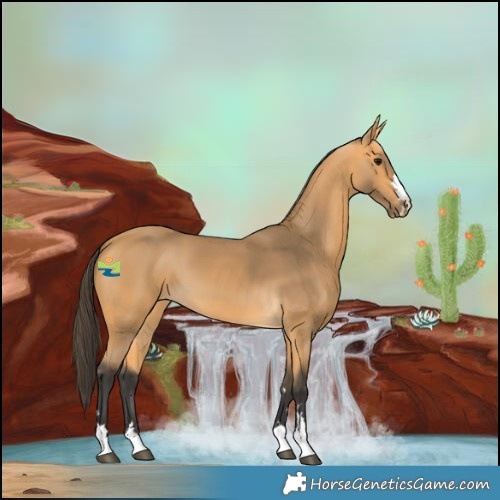 Horse Color:Buckskin 
