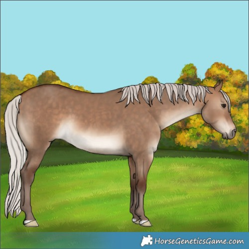 Horse Color:Silver Bay Dun 