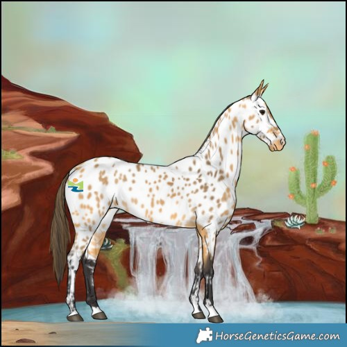 Horse Color:Buckskin Near Leopard