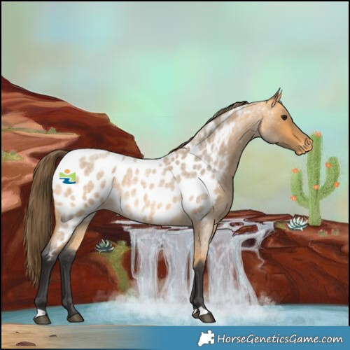 Horse Color:Buckskin Roan Near Leopard 