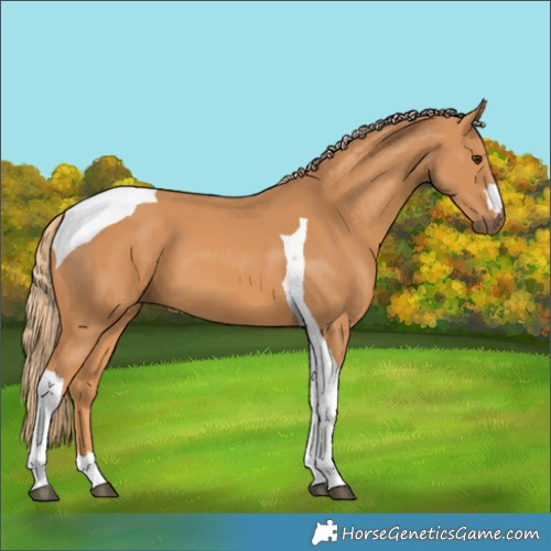 Horse Color:Chestnut Tobiano 