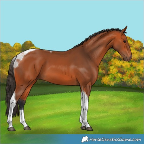 Horse Color:Bay Tobiano 