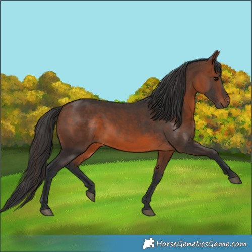 Horse Color:Brown 