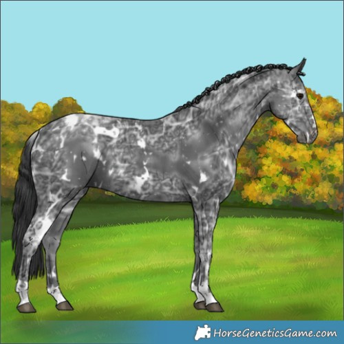 Horse Color:White Spotted Black Ice 