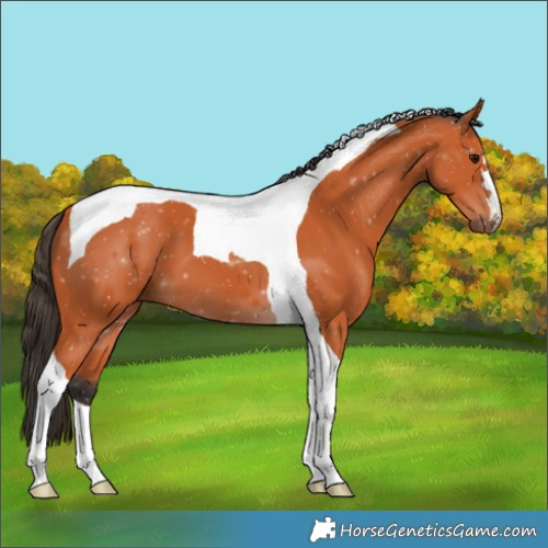Horse Color:Bay Tobiano 