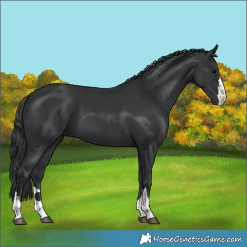 Horse Color:Black 