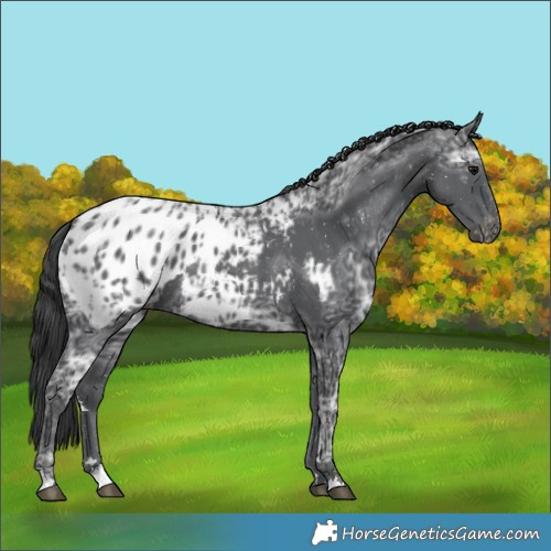 Horse Color:Black Ice Blanket