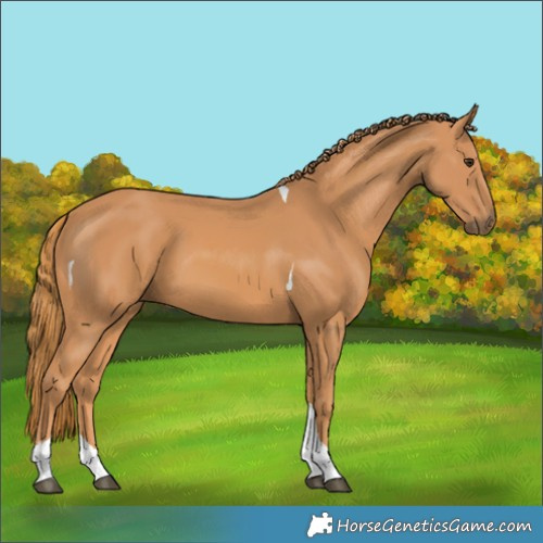 Horse Color:Chestnut Tobiano 