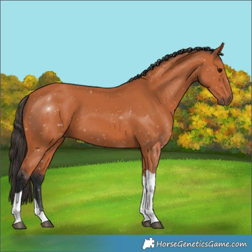 Horse Color:Bay Tobiano