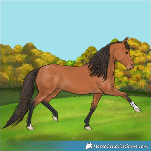 Horse Color:Bay 