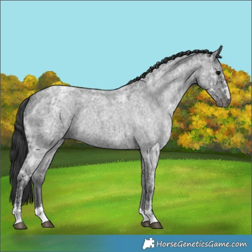 Horse Color:Blue Ice Roan 