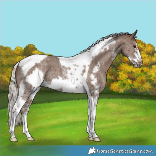 Horse Color:Silver Black Sabino Tobiano Frame 