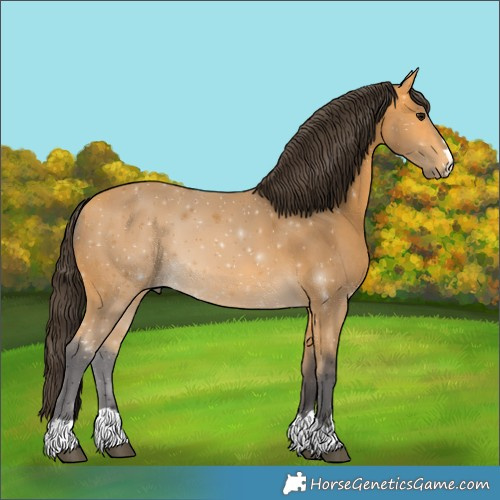 Horse Color:Buckskin 