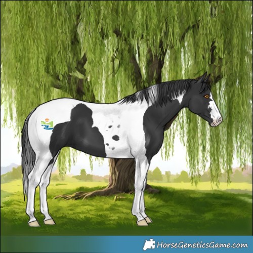 Horse Color:Black Tobiano