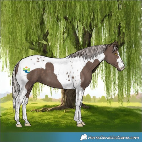 Horse Color:Silver Black Tobiano 